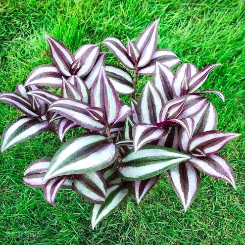 Tradescantia Zebrina Succulents 🌱