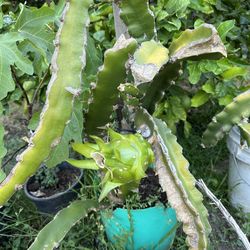 Dragon Fruit Plant