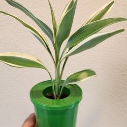 Beautiful Home Plant