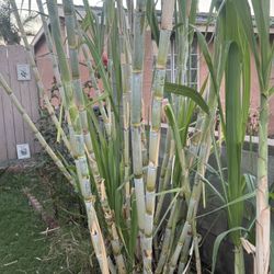 Cañas Para Ponche O Para Sembrar 