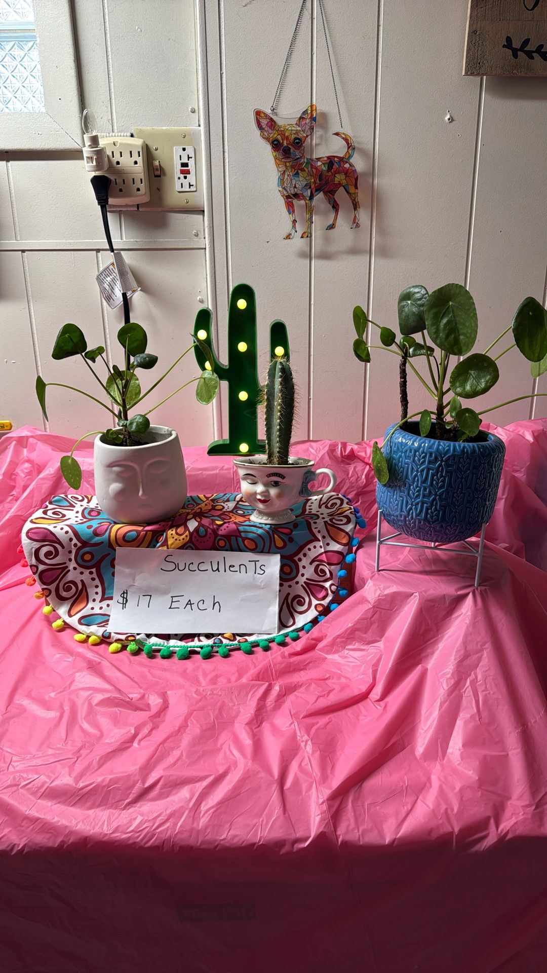 Succulents