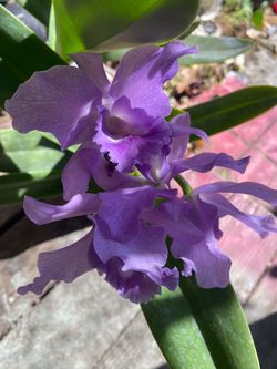Clatteya orquídea