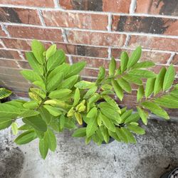 Custard/Sugar apple , Aka Sitaphal , Sharifa , 
