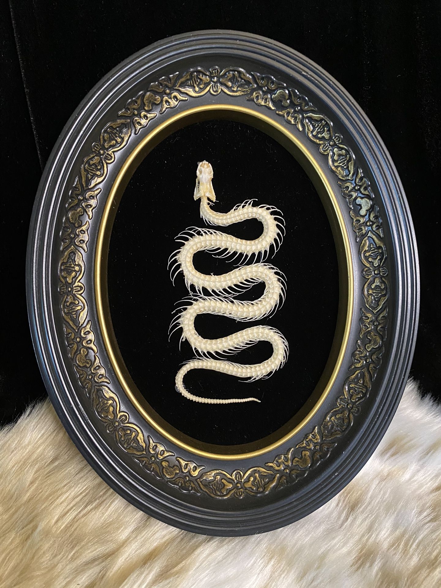 Taxidermy Snake