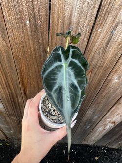 Alocasia Venom 🖤🌿