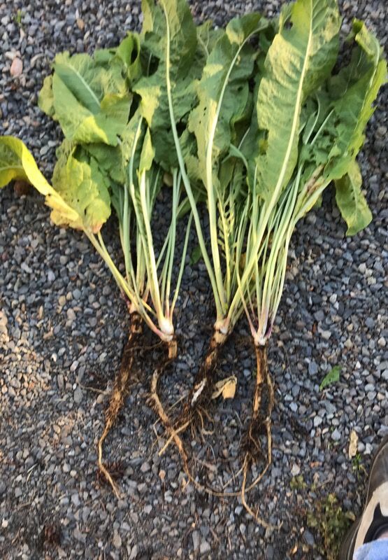 Freshly dug horseradish root for Sale in WA OfferUp
