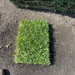 Sod For Sale FLORATAN AND PALMETTO 