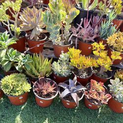 Variety Of Succulents Plants 