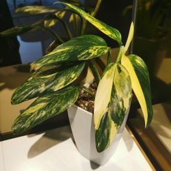 Rare Aroid Monstera  Standleyana Albo Variegated Plant/ House Plant/ Indoor Plant Flower Patio Garden 