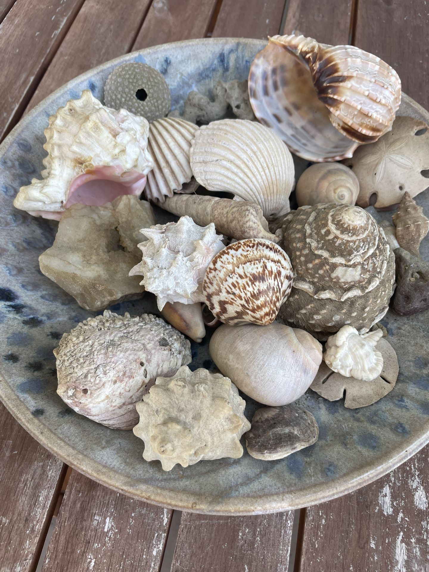 Seashells With Ceramic Bowl