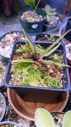 Drosera regia