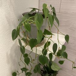 Real Vine Plant 