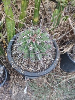 Devil's tongue cactus plant