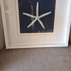 Starfish Picture