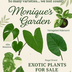 Rooted in Passion: Our Unique Plant Story