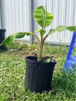 Blue Java ice cream banana tree