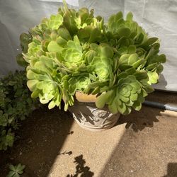 Large Potted Plants