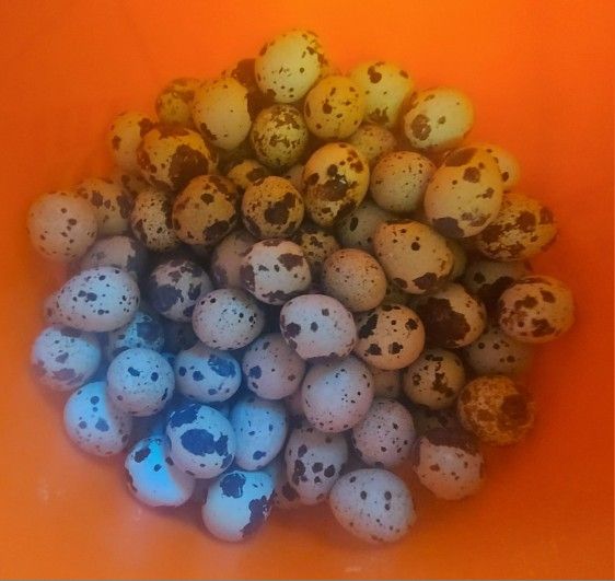 Quail Eggs