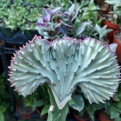 Plant Sale On Sunday IN San Lorenzo  All Types Avail