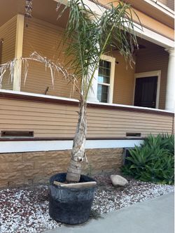 Palm three