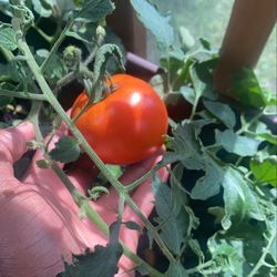 Fresh Tomatoes!!!