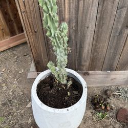 Extra Large Pot With Cactus 