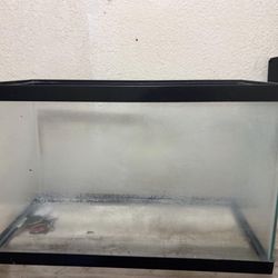 20 Gallon Tank Fish 