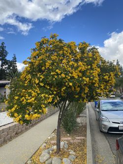 Albizia  Odoratissima $6.00