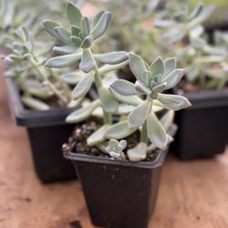  Graptosedum 'Francesco Baldi' Rare Succulent | Stunning Rosette Beauty 🌵✨ Easy-Care Plant | Fast-Growing, Indoor/Outdoor | Free Shipping  