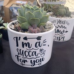 Succulent With 5” Ceremic Pots 