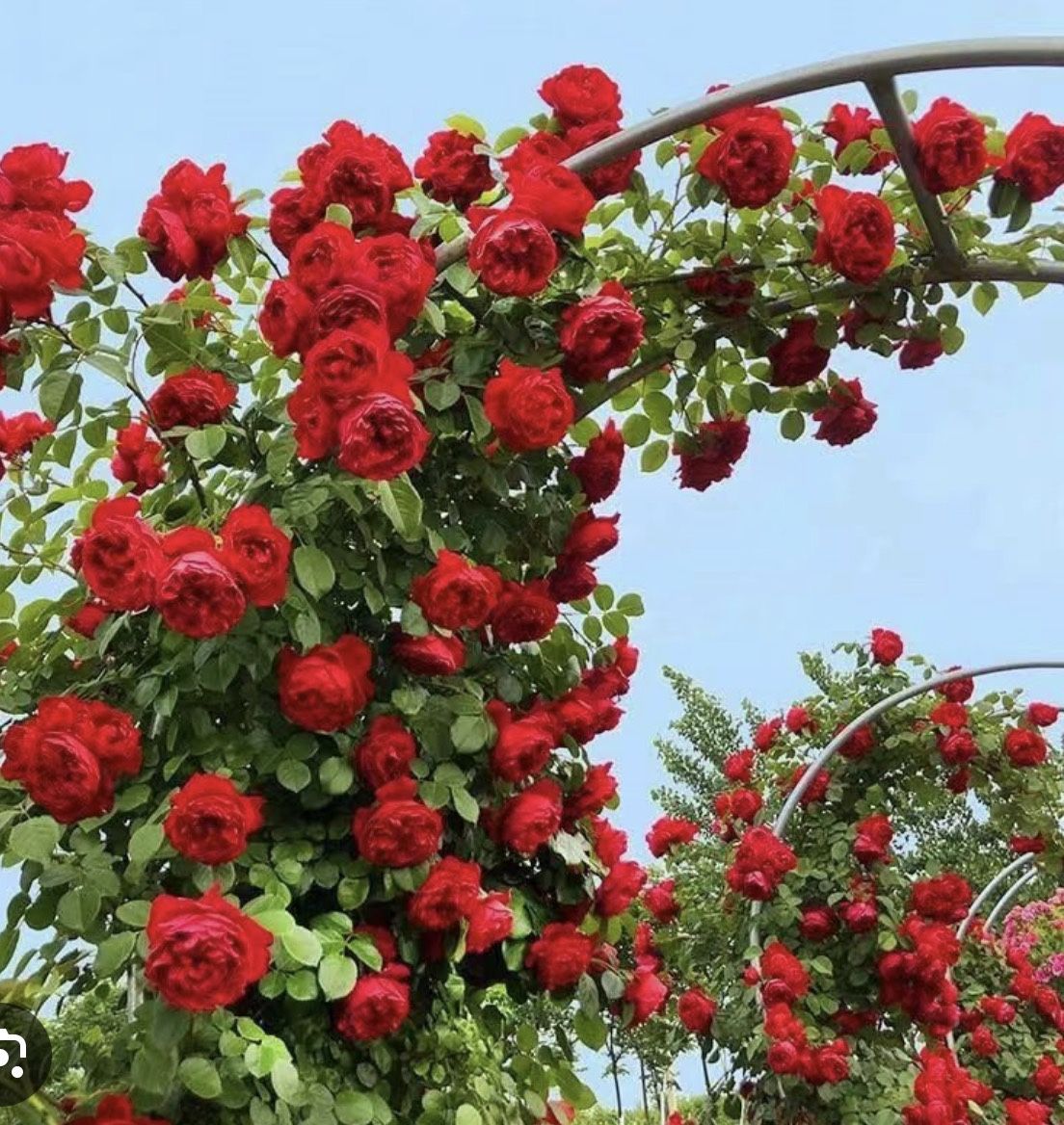 Florentina Climbing Rose Plant in 1-gallon pot. Pick Up in Millbrae. Own Root Plant.