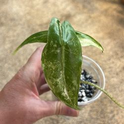 Alocasia Longiloba Aurea 
