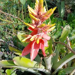 Blooming Bromeliad Landscape Plant Potted Plant
