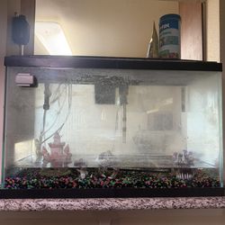 Big fish tank
