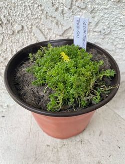 6 Inch Pot Succulent Plant - Sedum Japonicum - Tokyo Sun - Rooted & Established - Drought Resistant - 🪴