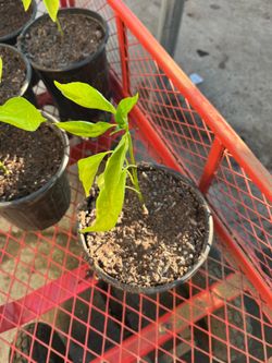 Jalapeños pepper plants