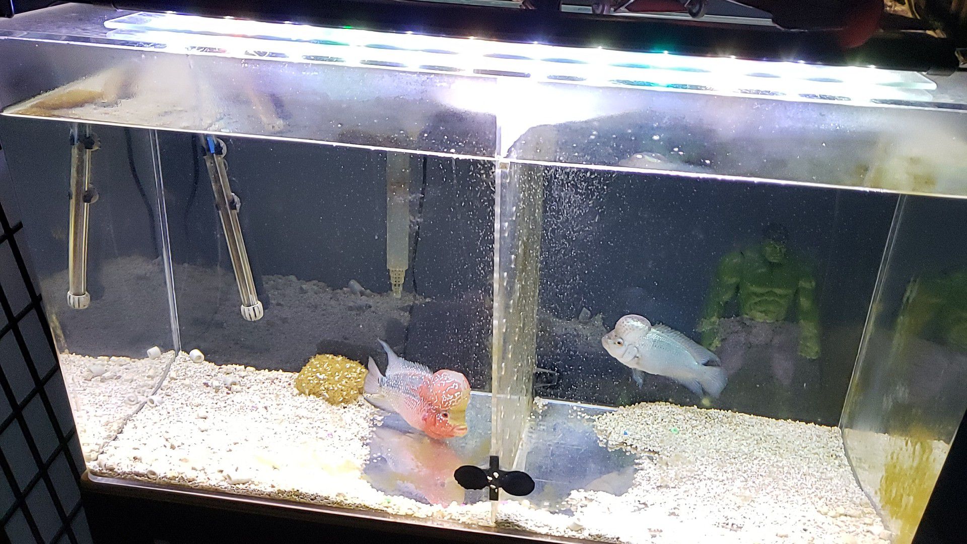 Acrylic aquarium 50 g with filter and led and stand.. fish at extra .. 2 male good Quality flowerhorn .one srd & 1 Thai blue ..