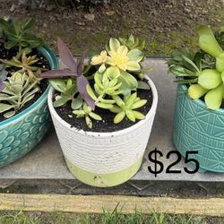 Many Beautiful Succulents 