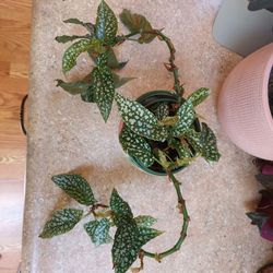 Begonia Maculata