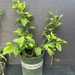 I Have 2 Pot Of Meyer Yellow Lemon Tree, Selling For $30 And $35  Last Picture Was Ten Last Month,