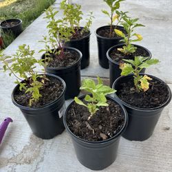 Plantas De Epazote 15 Cada Una 
