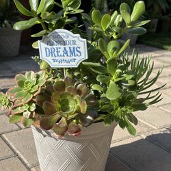 Assorted Succulent Plants