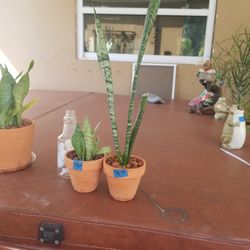 Small clay pots SANSEVIERIA $4.00 each 