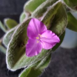 Fuzzy Leaves Plant With Purple Flowers 