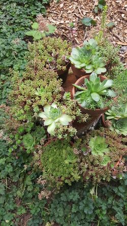 Succulent plant gardens - 5 inch clay pots