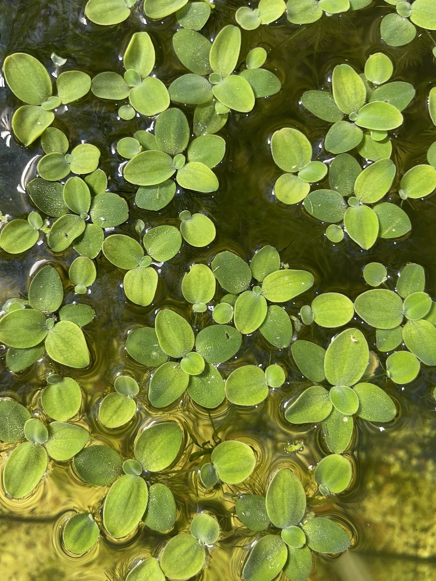 Dwarf Water Lettuce