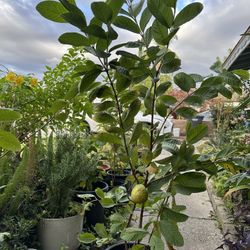 White Guava!! Location In Buena Park 