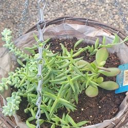 Planta