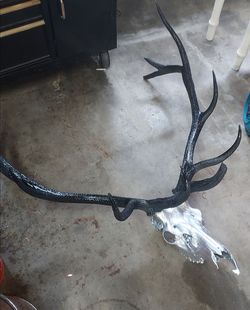 Silver and black raiders elk