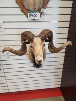 Ram Taxidermy Shoulder Mount